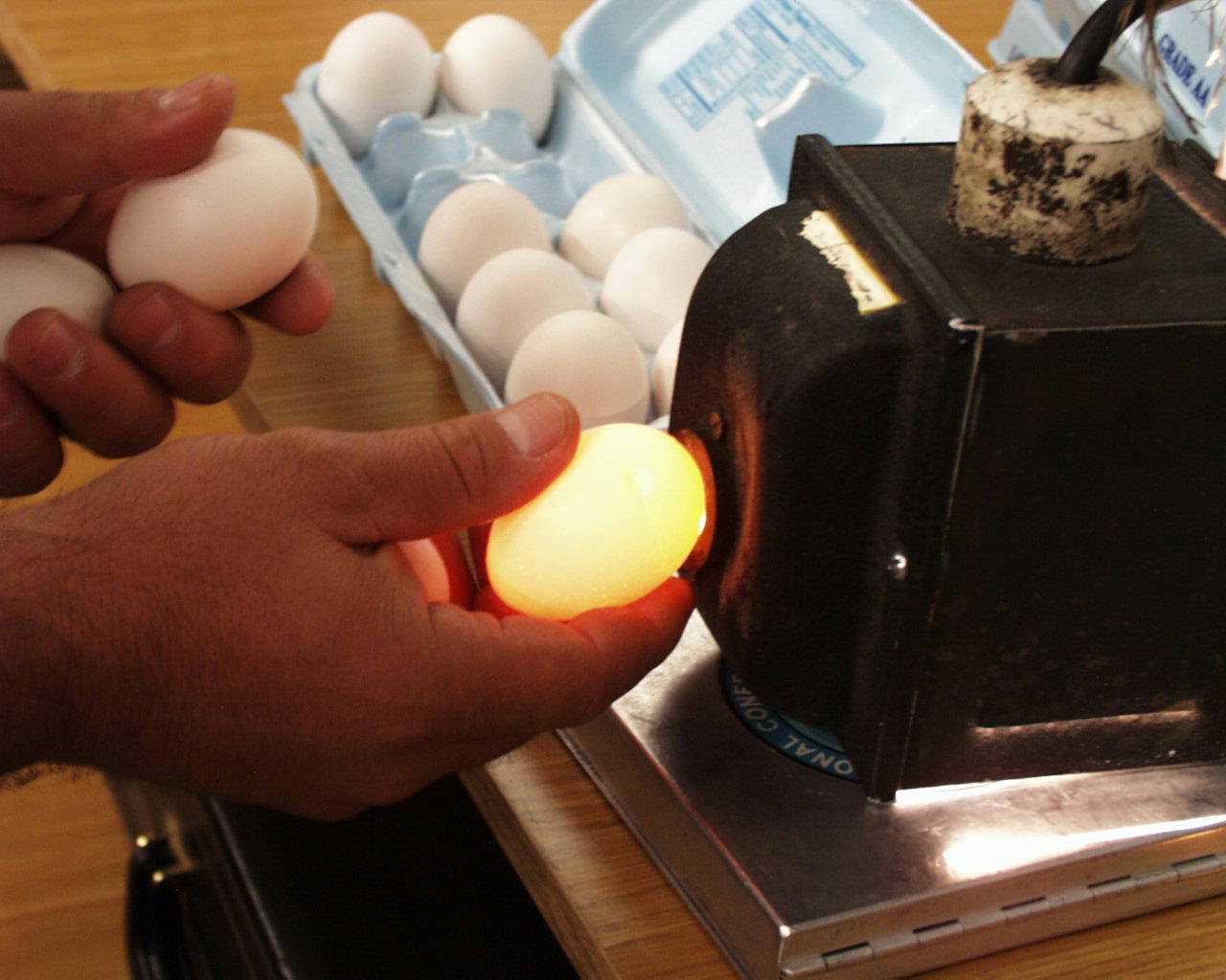 Проверить яйца без овоскопа. Овоскопирование страусиных яиц. Инкубация перепелиных яиц овоскопирование. Овоскопирование инкубационного яйца кур. Инкубация яиц овоскопирование.