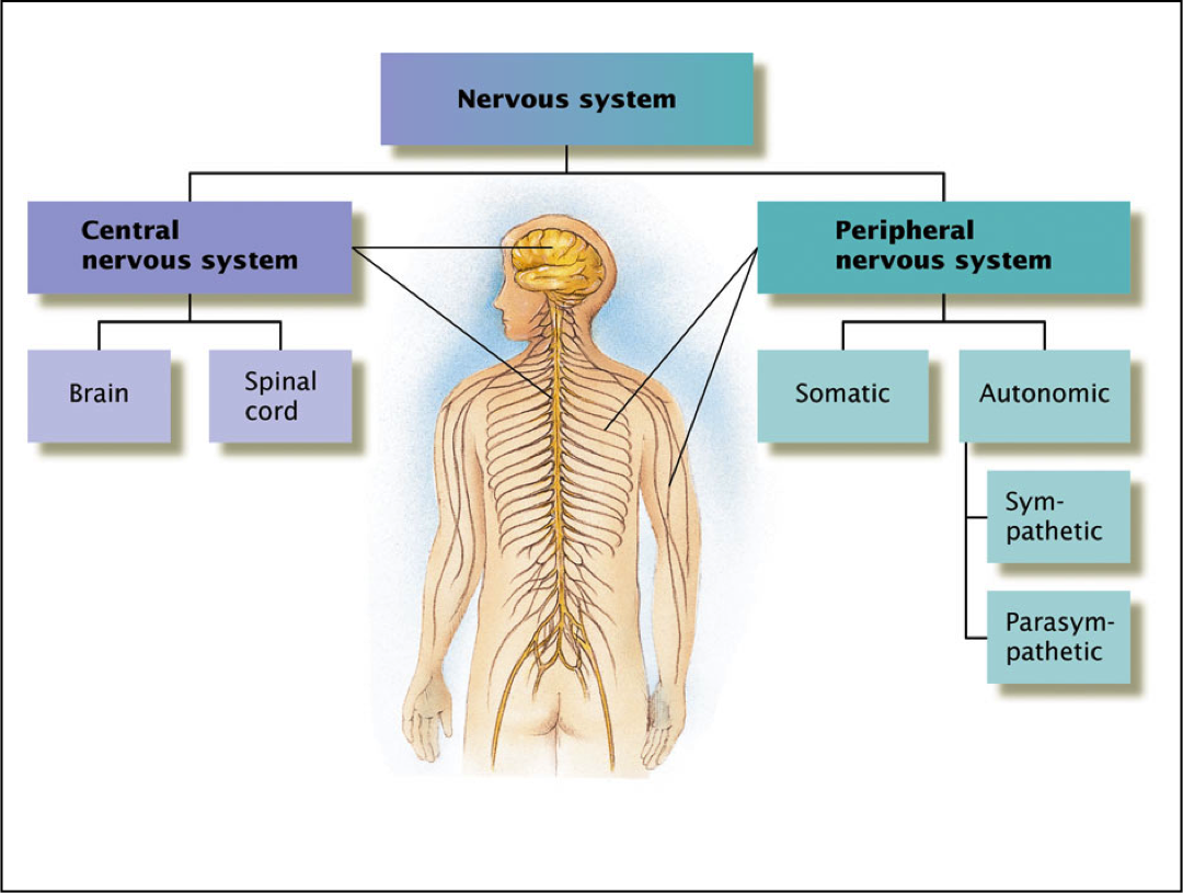 Nervous System Copy1 At Emaze Presentation