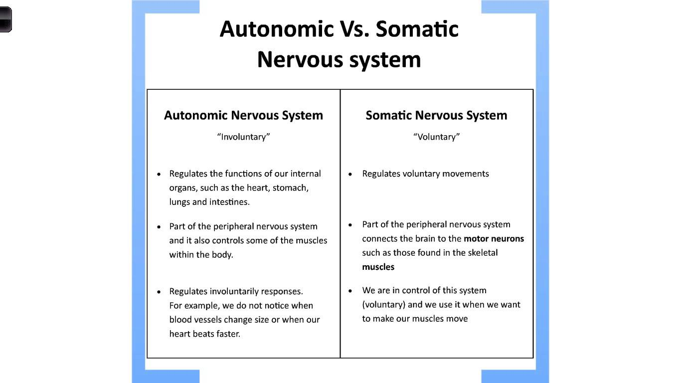 NERVOUS SYSTEM On Emaze