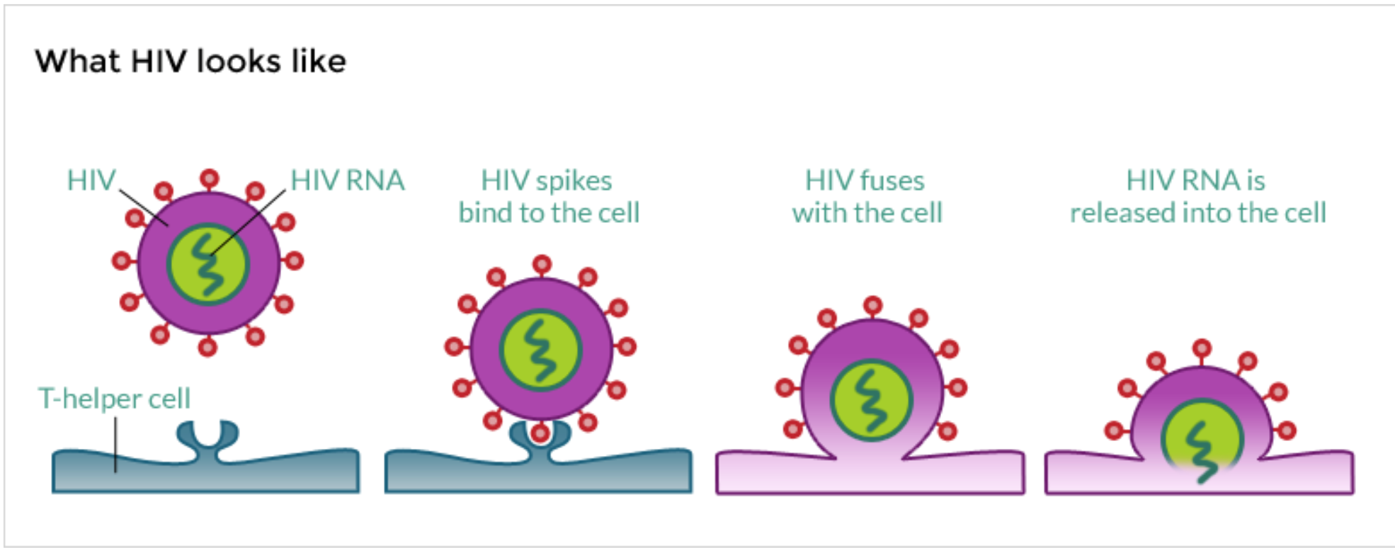 Стадии жизненного цикла ВИЧ. Стадии цикла развития вируса ВИЧ. Этапы жизненного цикла вируса иммунодефицита человека. Этапы жизненного цикла вируса иммунодефицита человека ВИЧ.