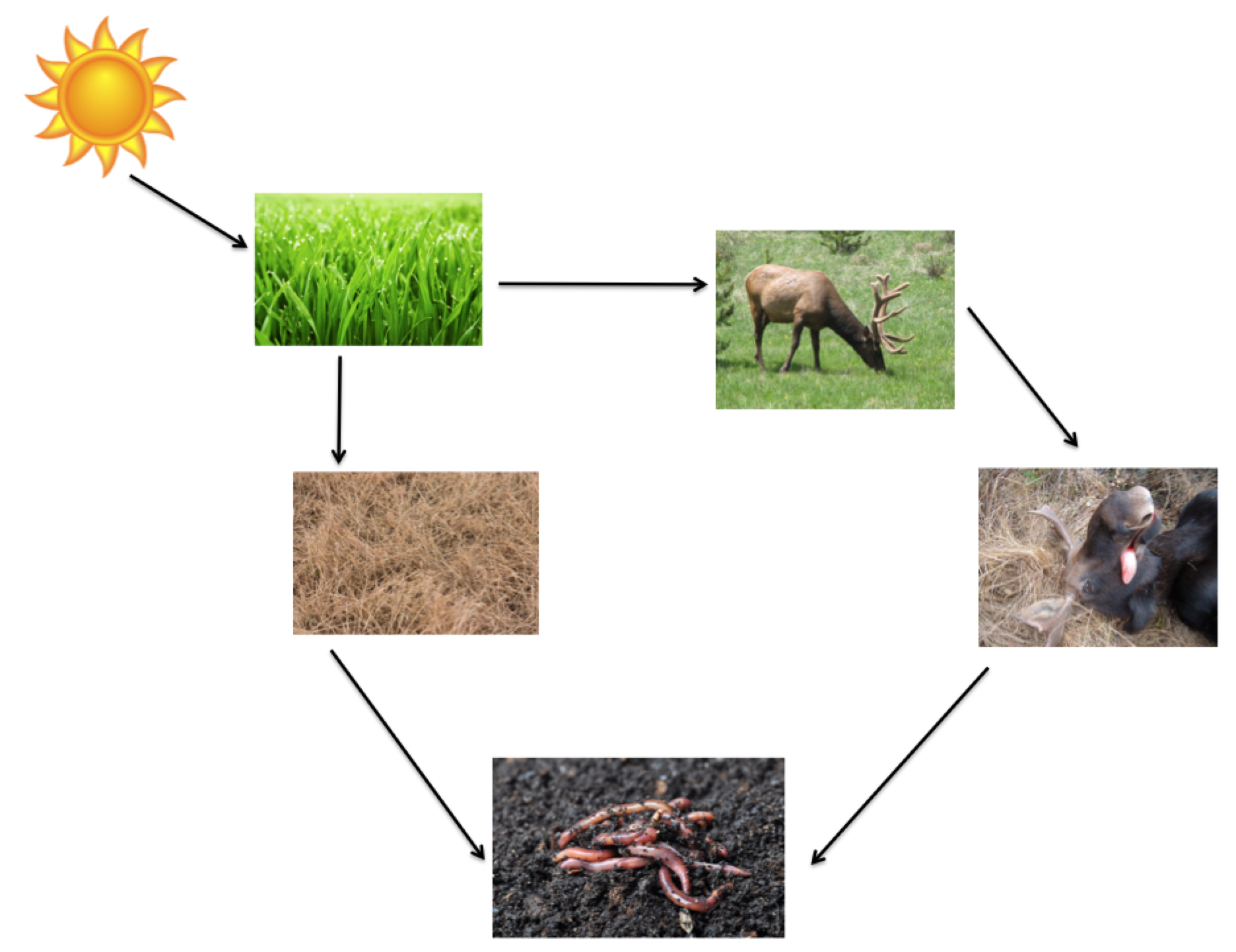 Recycling in Nature on emaze