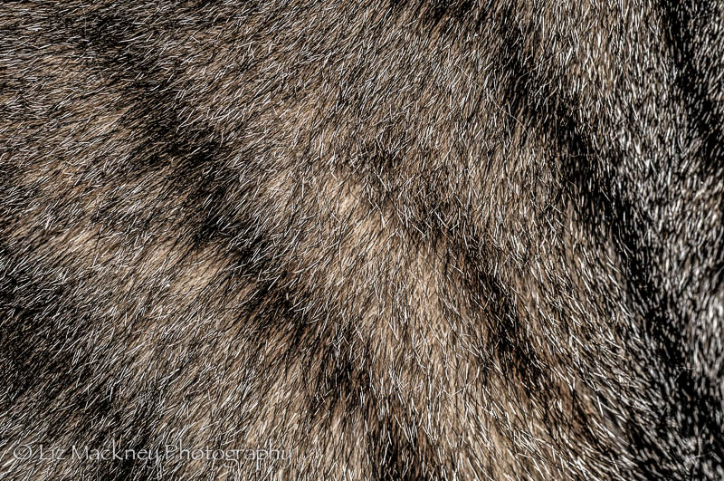 ethereal fur