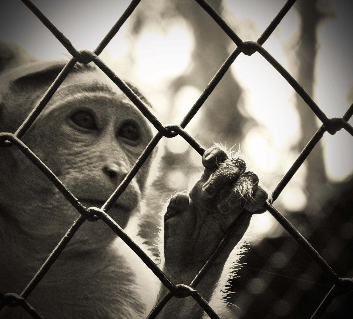 Caged animals. Скучающая обезьяна. Жестокое обращение с животными.
