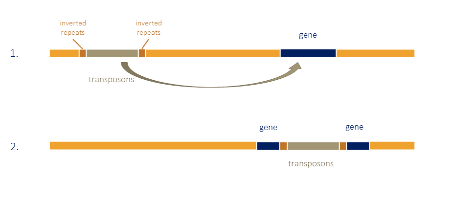 Genome Evolution on emaze