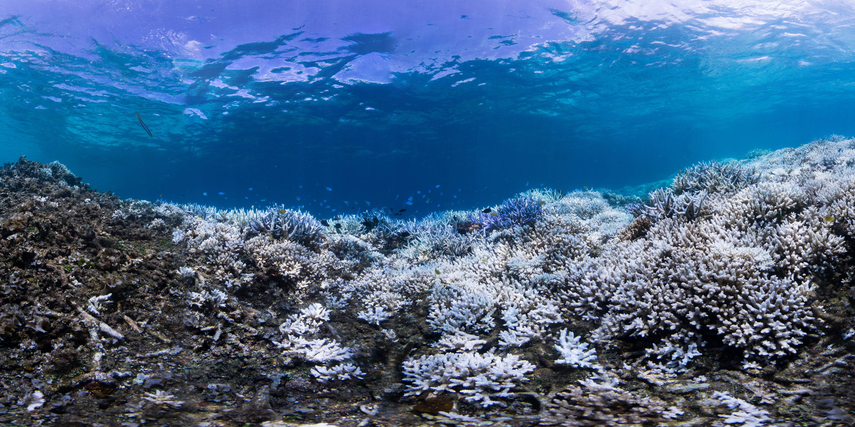 Ледовитый океан дно. Коралл Санго остров Окинава. Окинава коралловые рифы. Окинава Япония кораллы. Кораллы Северного Ледовитого океана.