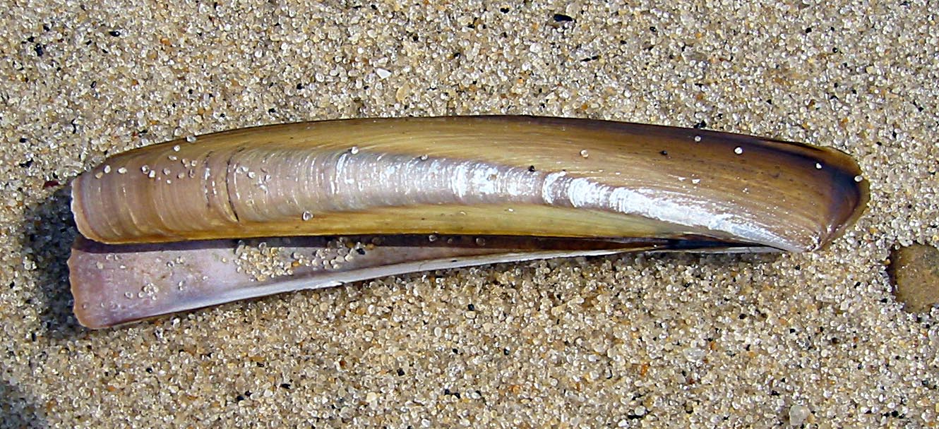 Razor Fish Labeled Picture Razor Fish.pptx at emaze Presentation