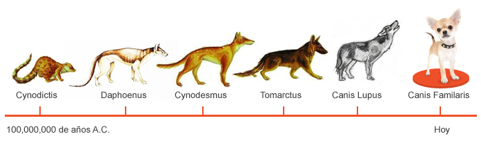 Эволюция семейства псовых. Схема происхождения собак. Эволюция псовых схема. Эволюция собак. Собаки произошли от волков