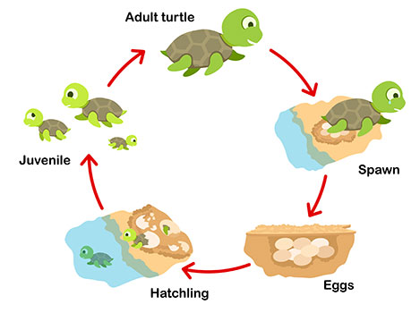 Sea Turtles and Temperature on emaze