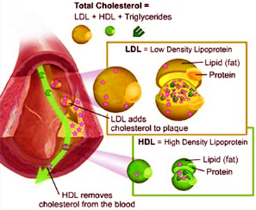 Cholesterol Project 4.3.1
