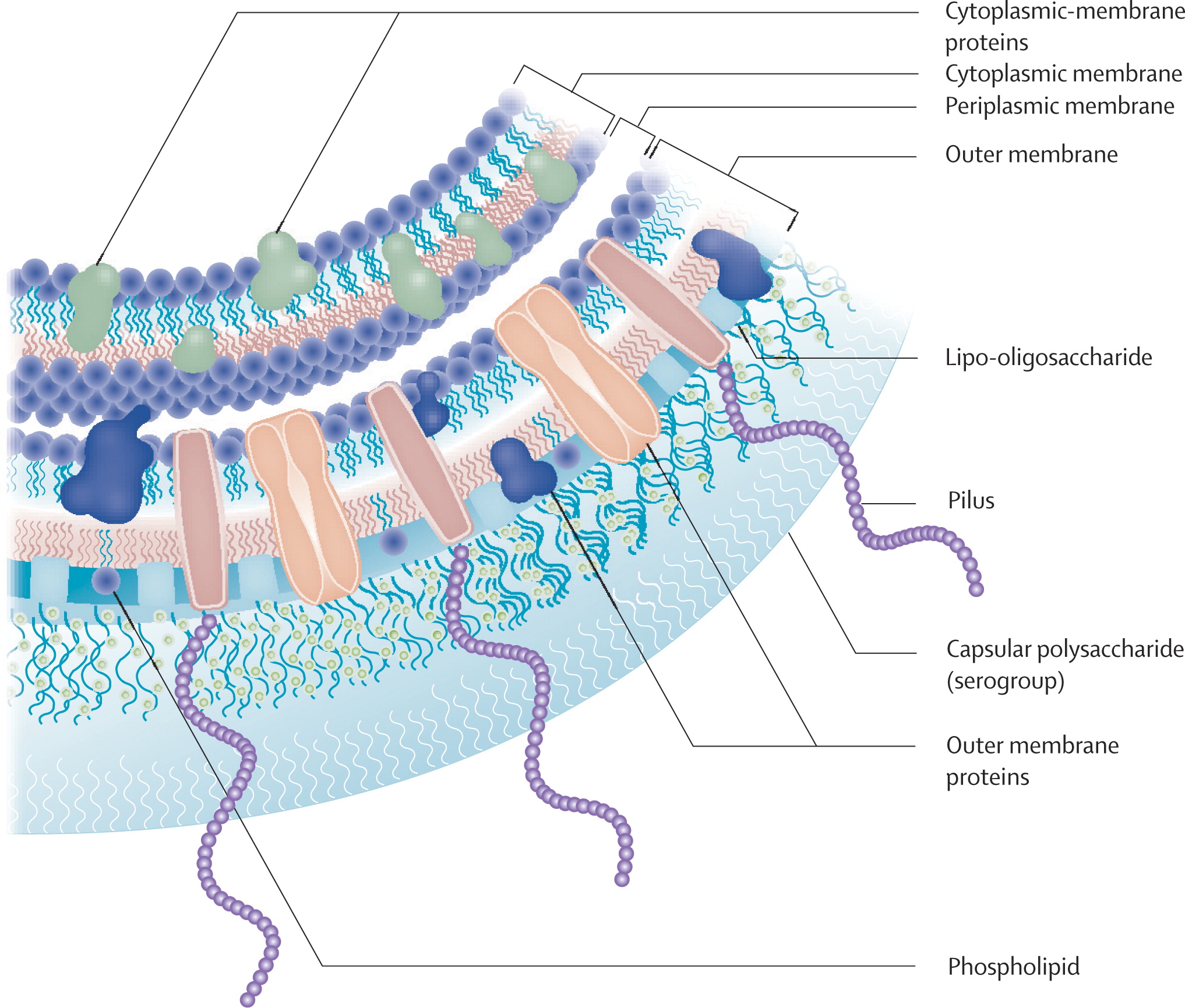 Membrane proteins. Cytoplasmic membrane of bacteria. Proteins of Cell membrane. Membrane Protein (m).