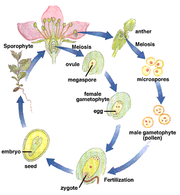 Biology Project on emaze
