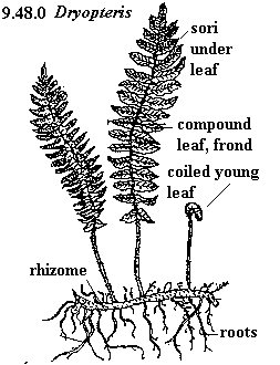 Biology Project on emaze