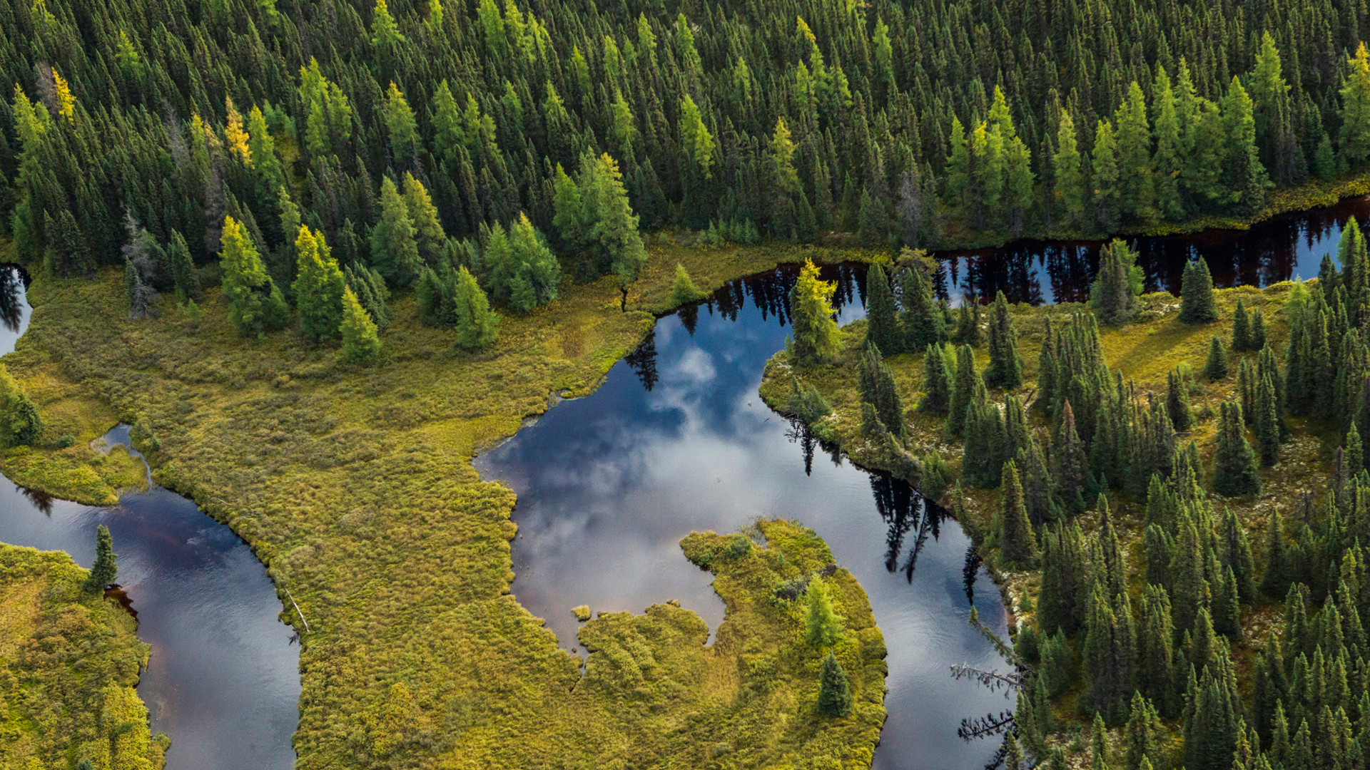 Зона тайги воды. Бореальные леса Аляска. Бореальный лес Канады. Тайга (хвойные леса) реки Сыктывкар. Тайга Сибири вид сверху.