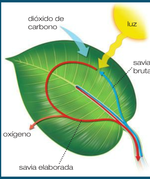 Imagen relacionada