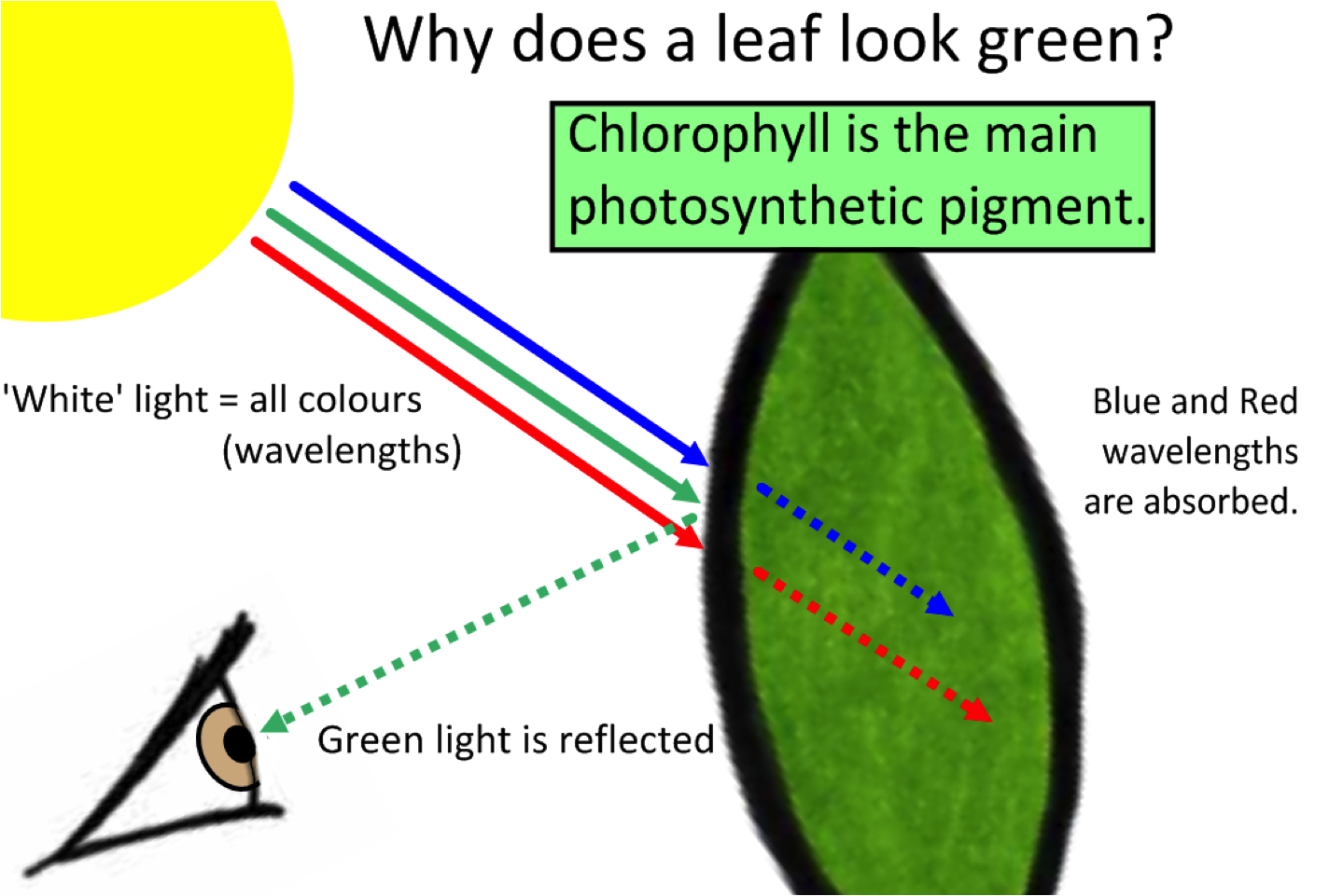 Photosynthesis on emaze