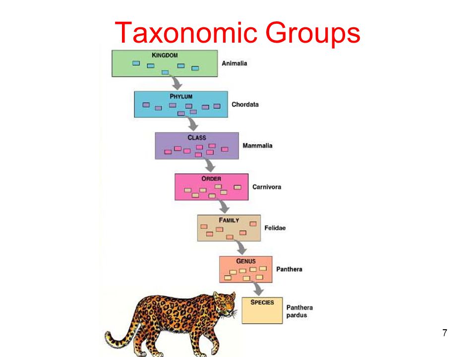 what are the taxonomy groups