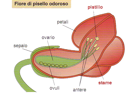 11 Scienze La Genetica By Ilariadelvescovo07 On Emaze