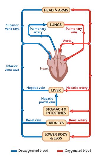 Flow Chart Of Blood Circulation In Human Body