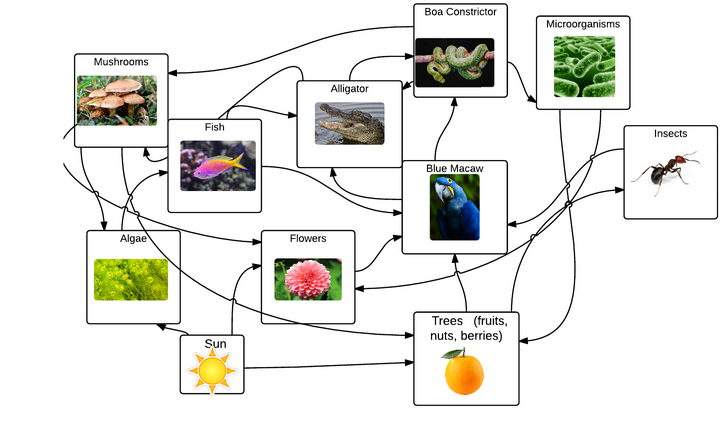 Blue Macaw Ecosystem on emaze