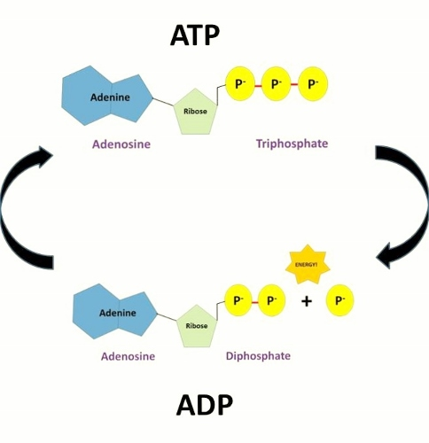 Metabolism copy1 on emaze