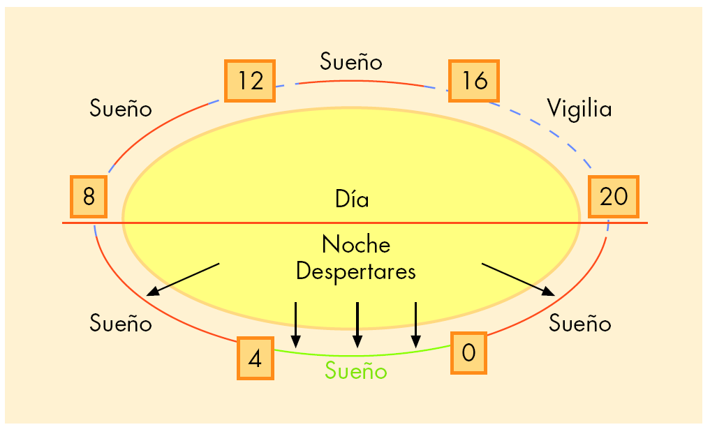 Resultado de imagen para Trastornos del ciclo de sueÃ±o vigilia: