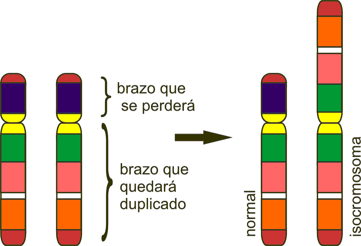 TRABAJO BMC (MUTACIONES CROMOSÓMICAS) copy1 on emaze