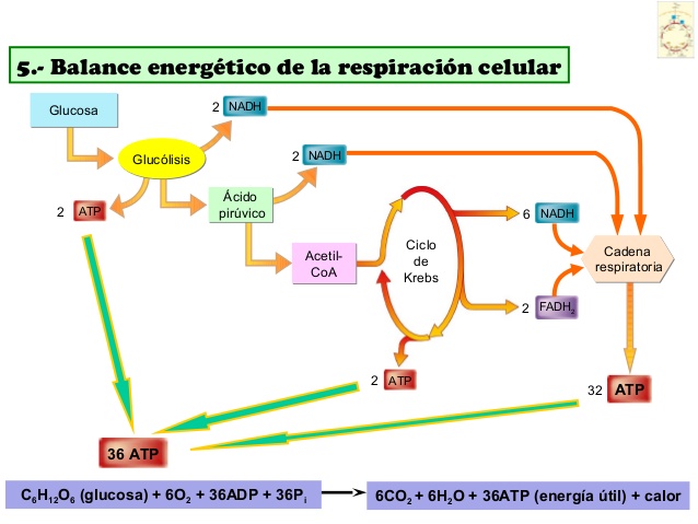 Resultado de imagen para respiracion celular