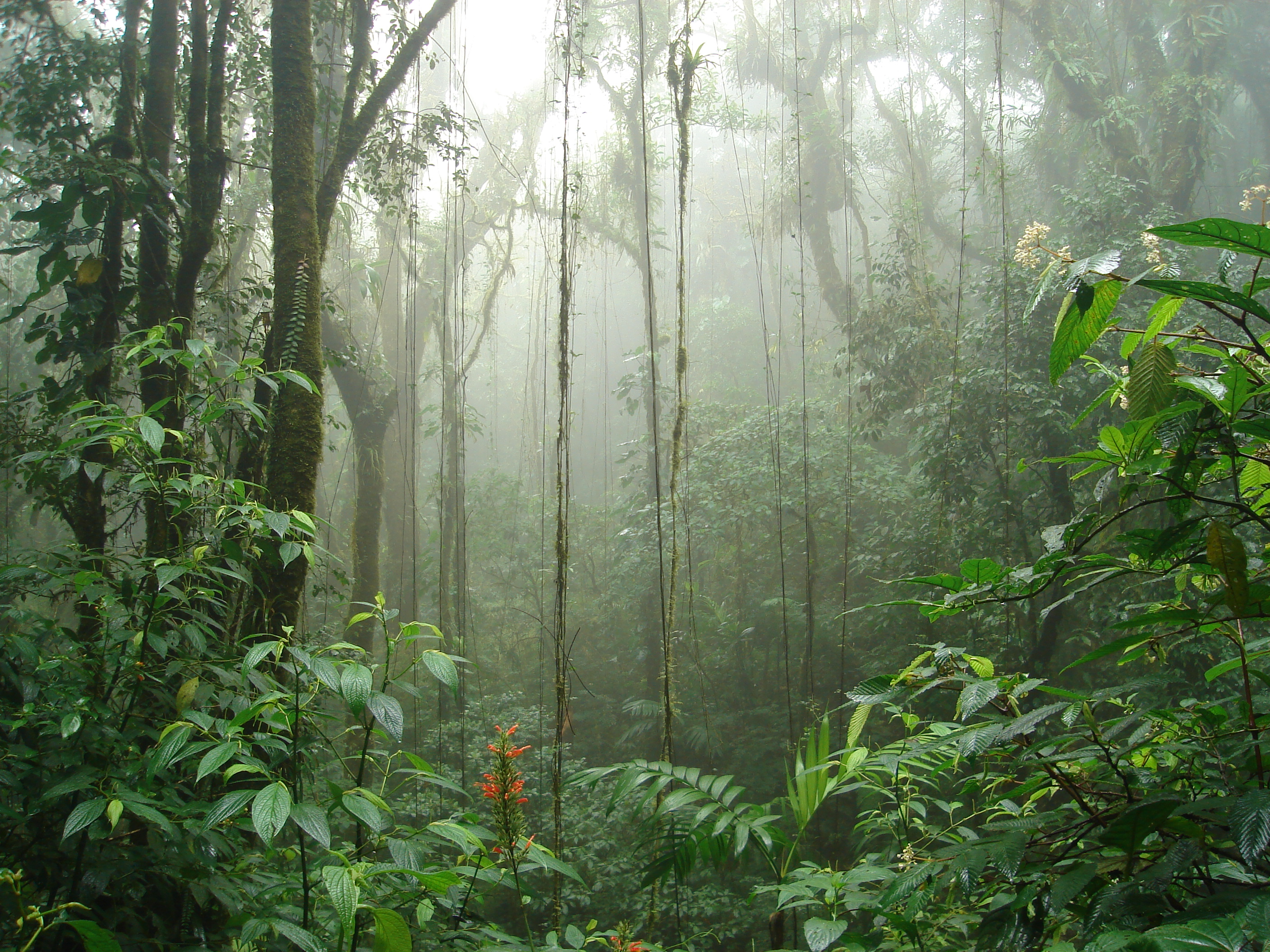 Bosque Húmedo Tropical On Emaze 1286