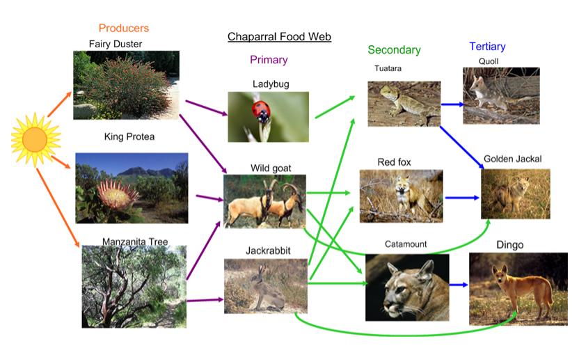 Desert Biome Animals Food Web
