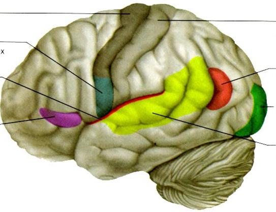 Planum temporale перевод. Центры в коре gyrus angularis. Heschl's gyrus. Gyrus angularis располагается в. Темпоральный Кортекс.