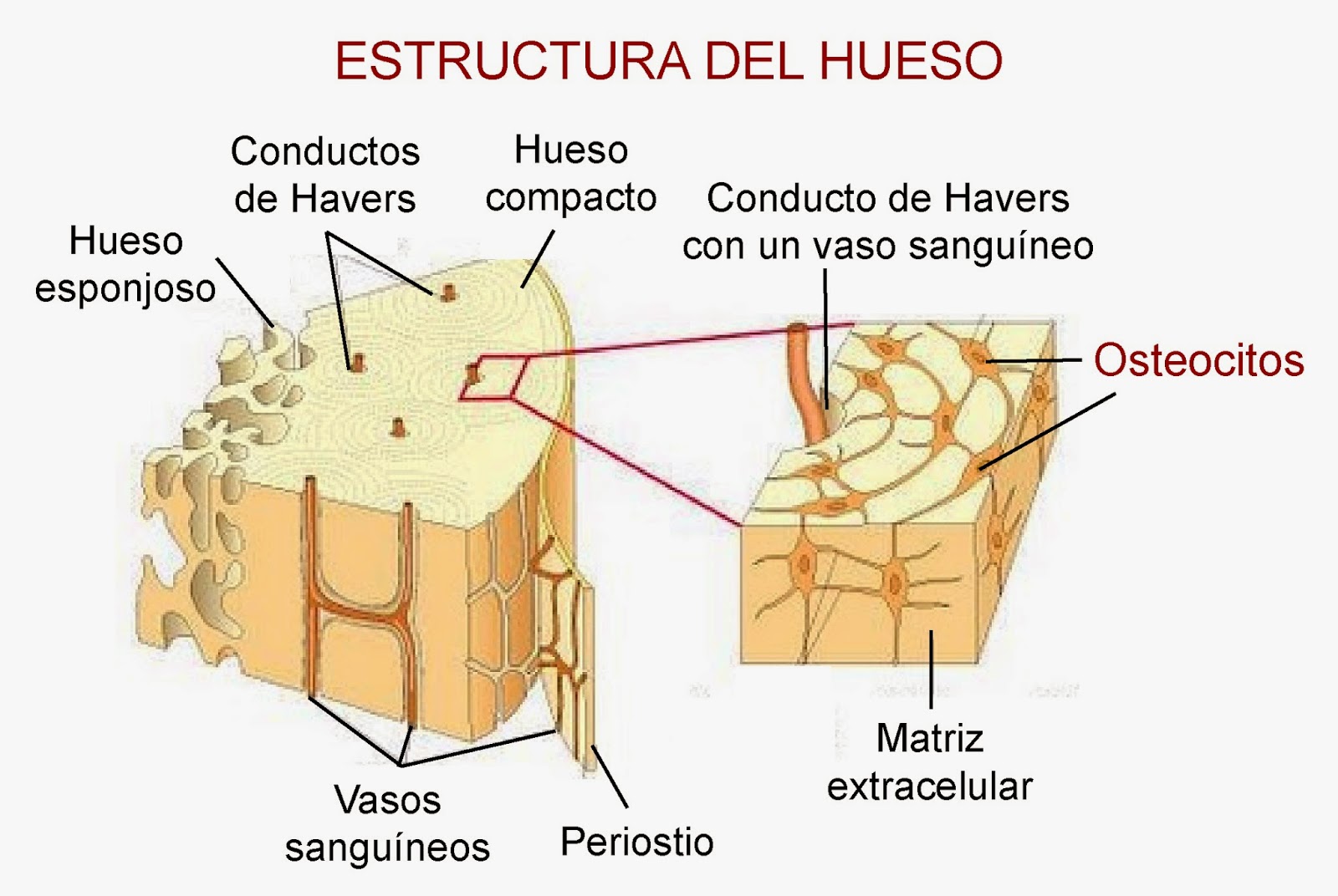 SISTEMA ÓSEO On Emaze