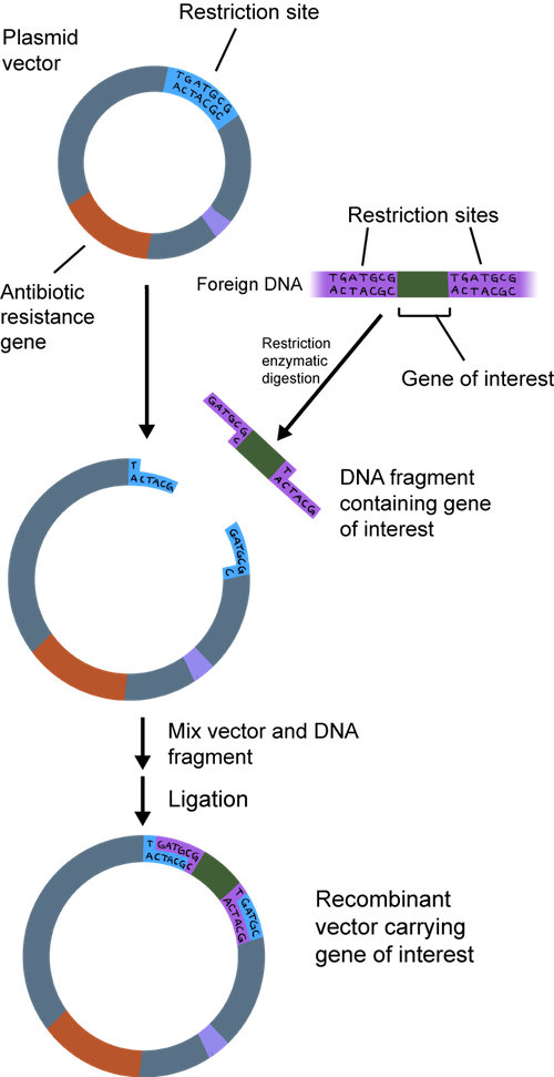 Вирус бактерия или плазмида несущая встроенный фрагмент. Psym плазмида. Plasmid DNA. R plasmids. R плазмиды бактерий.