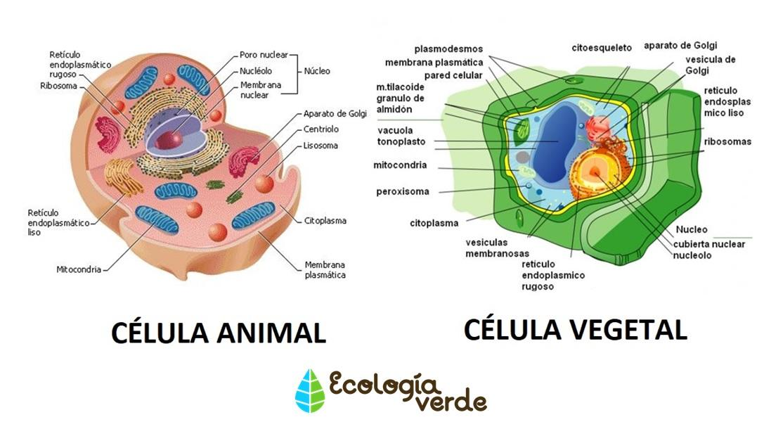 album explicativo de la celula at emaze Presentation