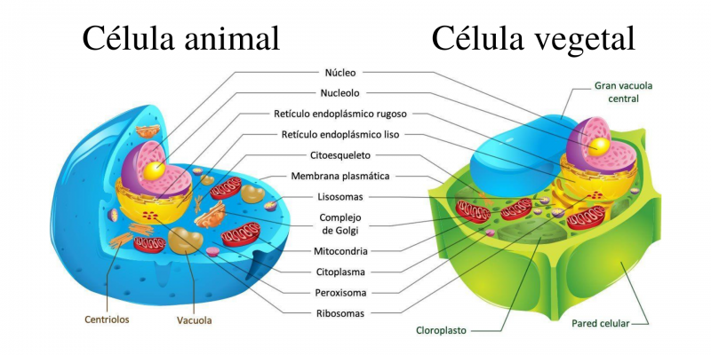 album explicativo de la celula at emaze Presentation