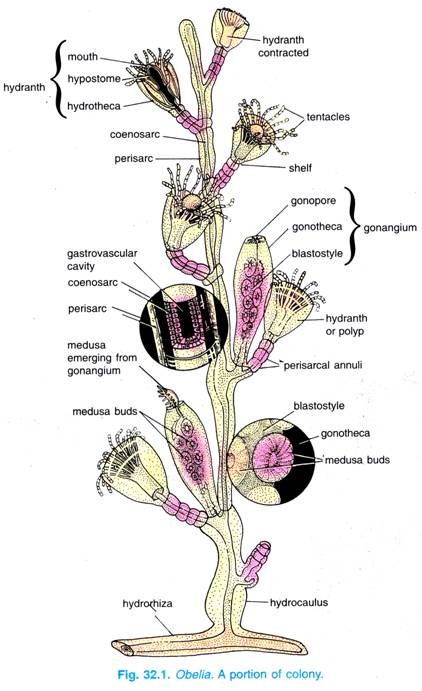 GENUS OBELIA on emaze