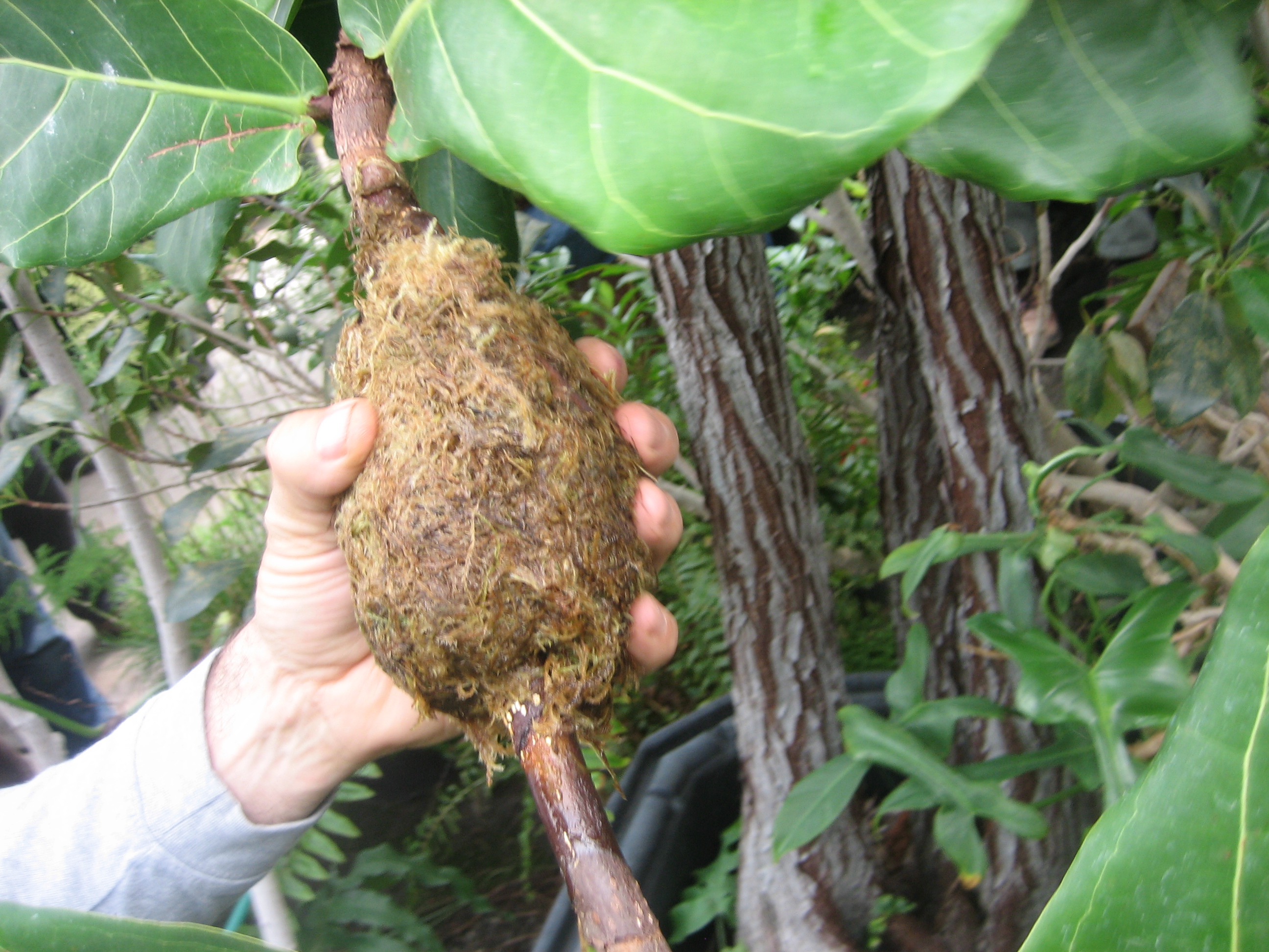 Artificial Vegetative Propagation by Tejas Hinder at emaze Presentation