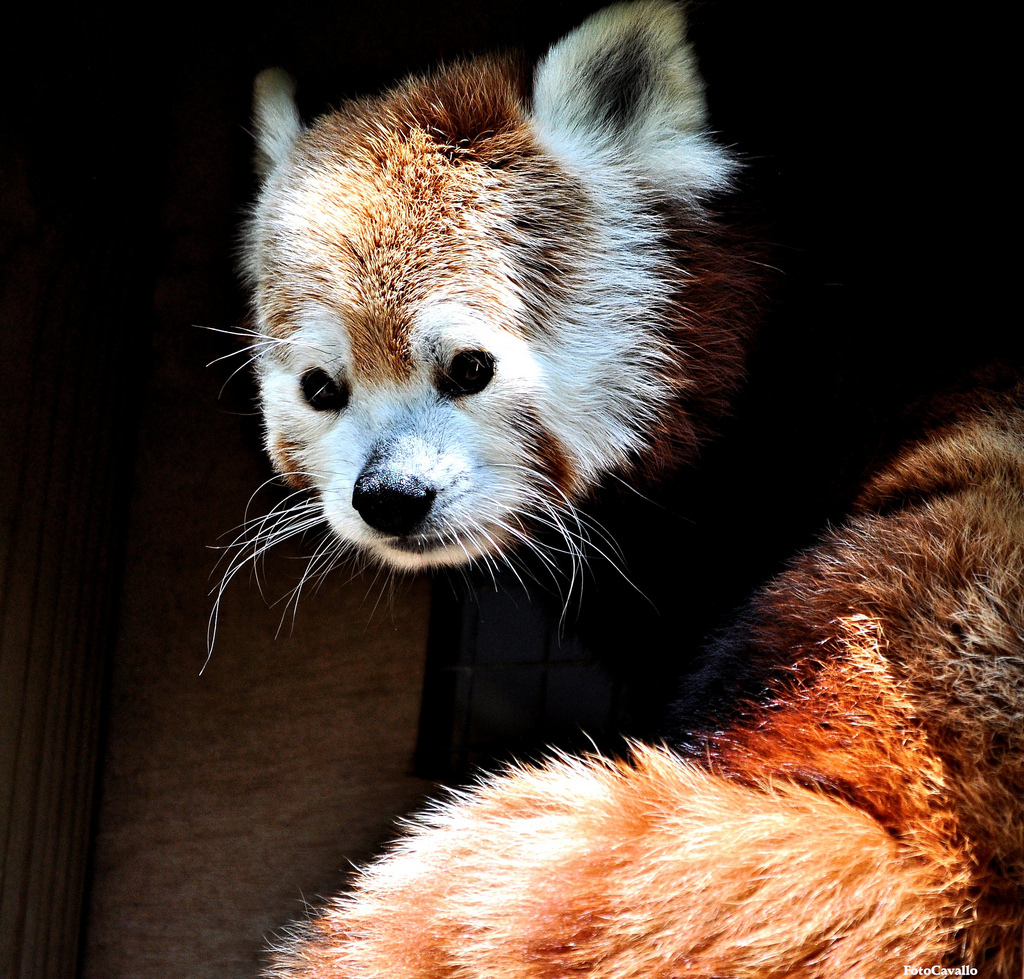 the red panda on emaze