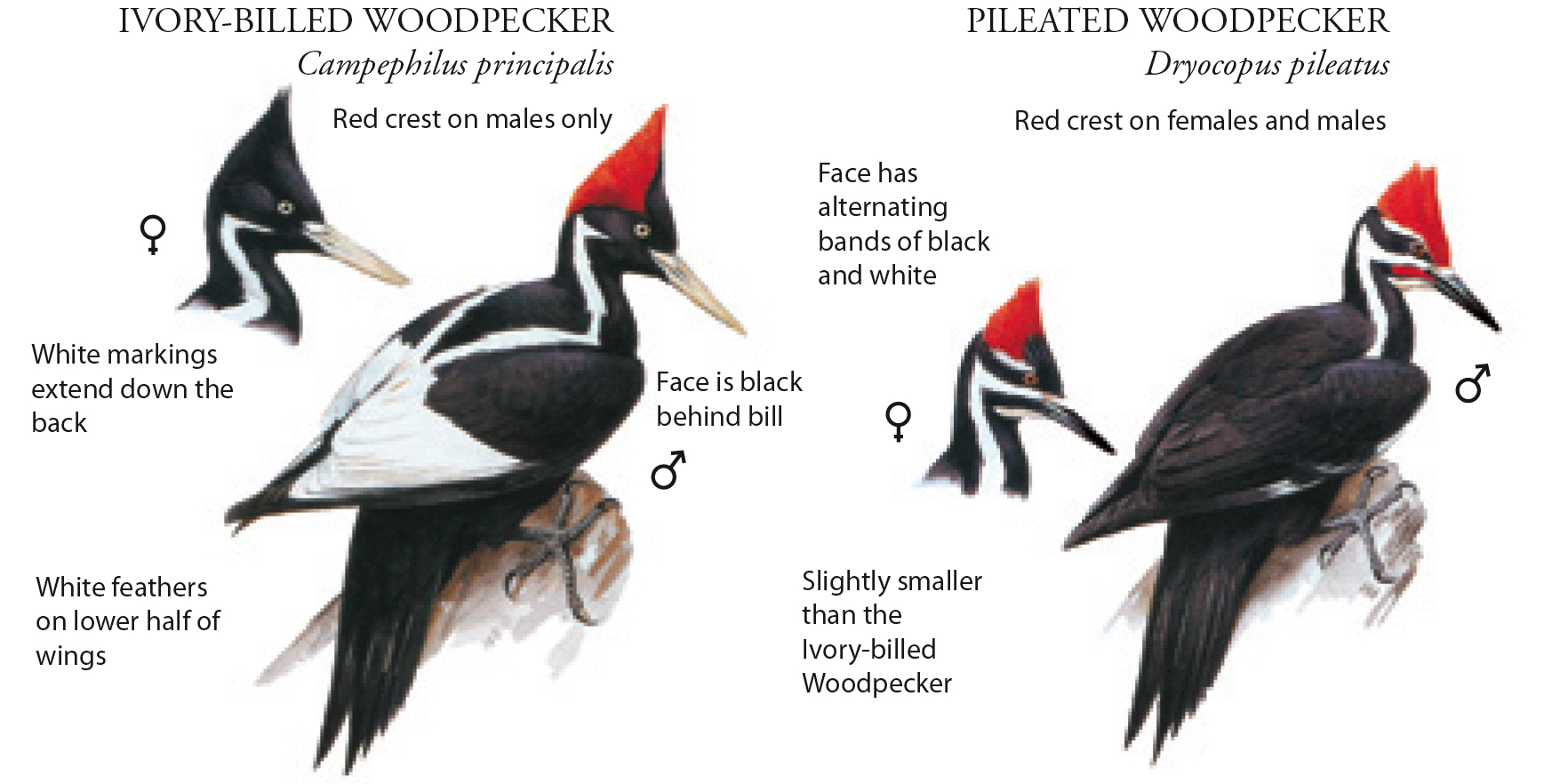 Woodpecker Birds мулещк