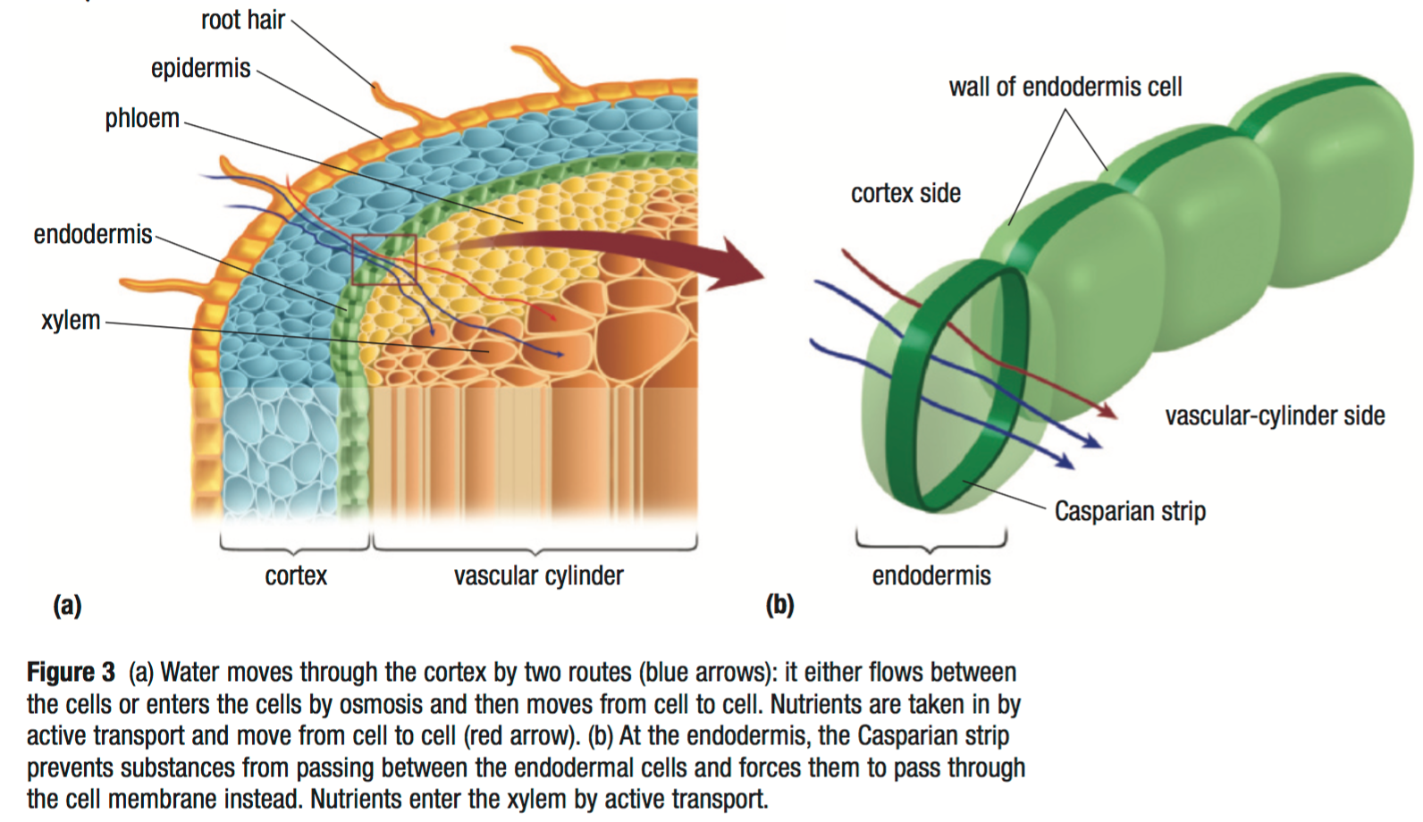 Plants: Anatomy, at emaze Presentation