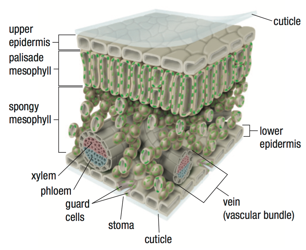 Plants: Anatomy, at emaze Presentation