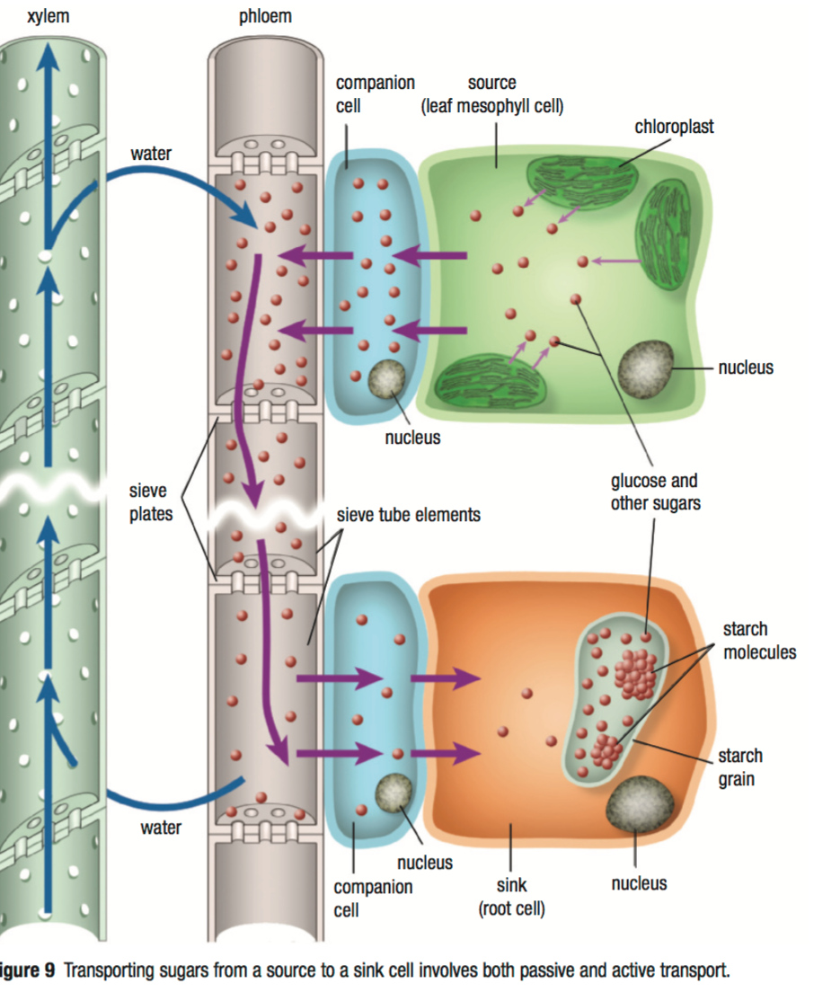 Plants Anatomy, on emaze
