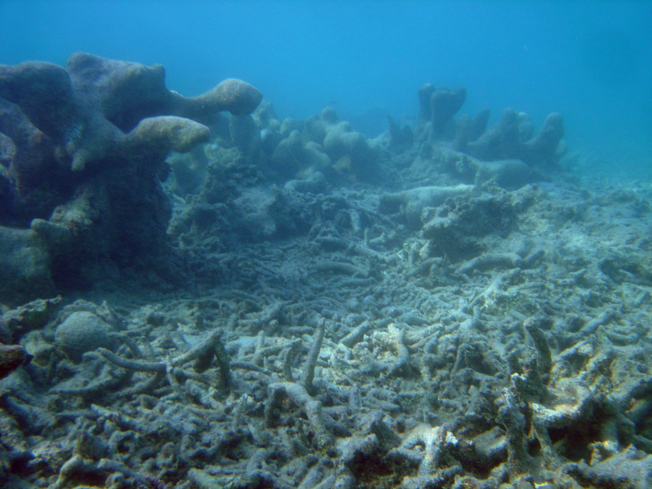 Гибнущее море. Дно мертвого моря. Сенот Ангелита Мексика. Дно черного моря сероводород. Подводный мир мертвого моря.
