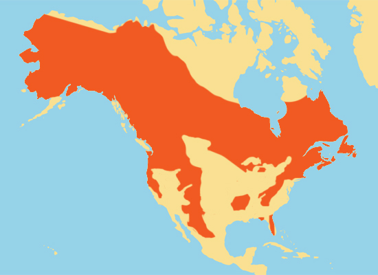 Range map. Медведь Гризли ареал обитания. Канада ареал распространение Гризли. Ареал обитания Гризли в Северной Америке. Ареал обитания черного медведя.