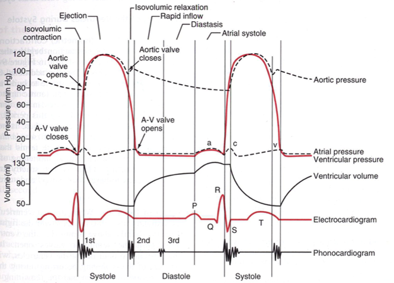 Regulation of Stroke Volume and Heart Rate at emaze Presentation