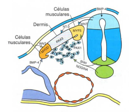 Resultado de imagen para precursores de las celulas musculares