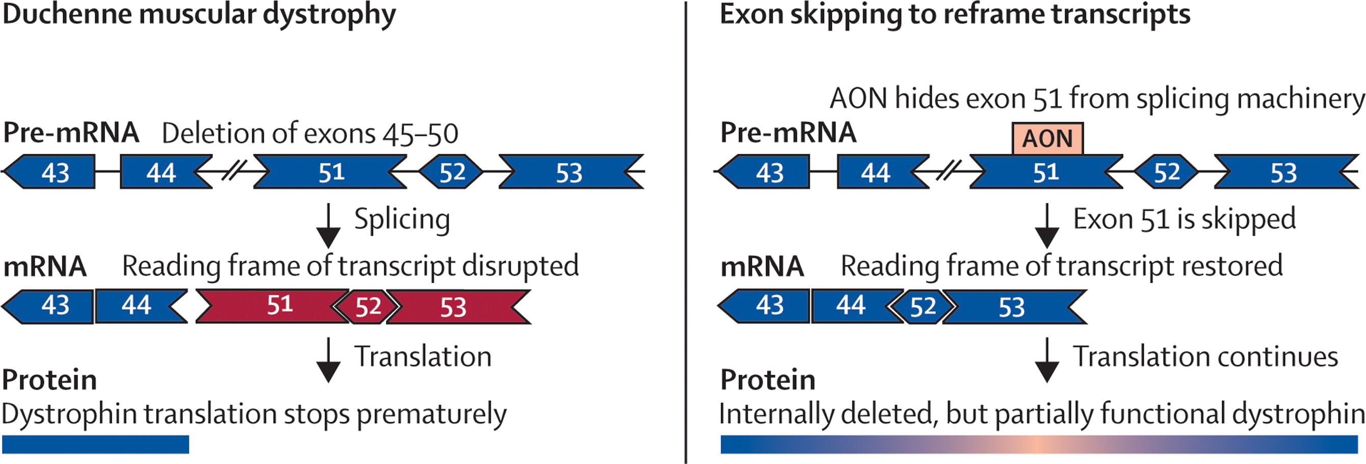 Muscular dystrophy. Duchenne muscular Dystrophy. DMD Gene.