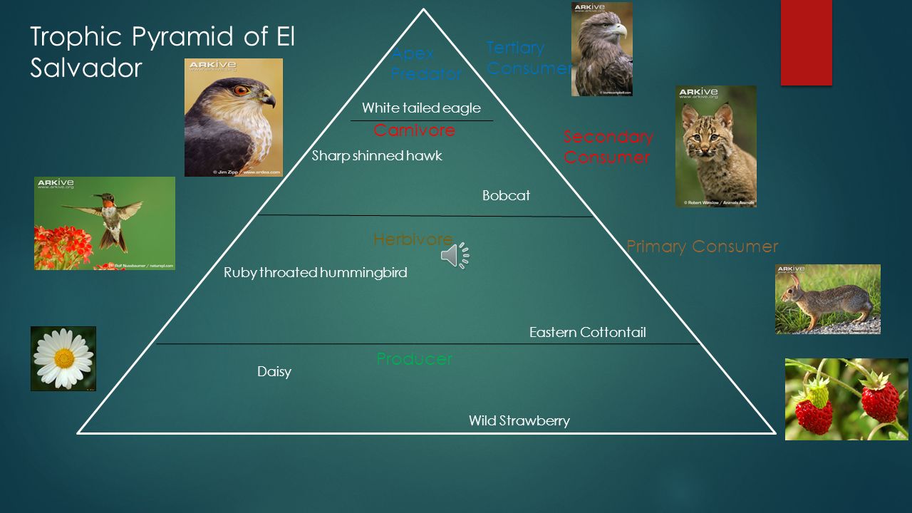 Hummingbird Keystone Species at emaze Presentation