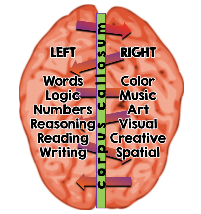 Right and right again. Differences left and right Brain. Left and right Brain thinking. Left and right Brain features. Learning language in the Brain.