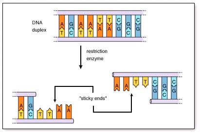 BioTechnology at emaze Presentation