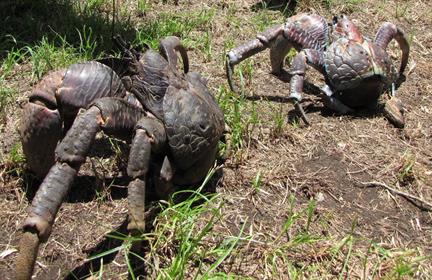 Coconut Crab on emaze